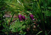 19950805_016_thumb.png