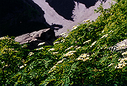 19950805_052_thumb.png