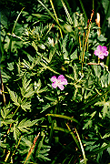 19950805_095_thumb.png