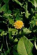 19950805_096_thumb.png