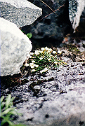 19950805_101_thumb.png