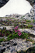 19950805_111_thumb.png