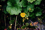 19950805_171_thumb.png