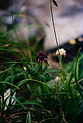 19950805_198_thumb.png