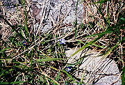 19950805_202_thumb.png