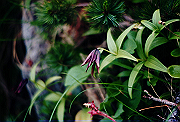19950805_219_thumb.png