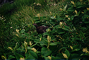 19950805_264_thumb.png