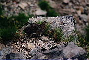 19950805_267_thumb.png