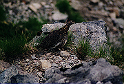 19950805_268_thumb.png