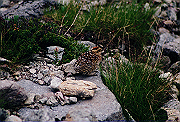 19950805_269_thumb.png