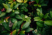 19950805_271_thumb.png