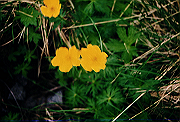 19950805_274_thumb.png