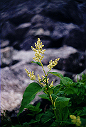19950805_275_thumb.png