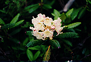 19950805_277_thumb.png