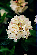 19950805_283_thumb.png