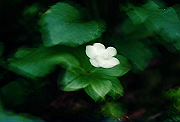 19950805_286_thumb.png