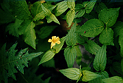 19950805_288_thumb.png