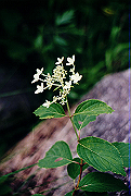 19950805_309_thumb.png