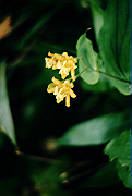 19950805_311_thumb.png