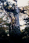 199611-024_thumb.png