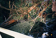 199611-0304_thumb.png