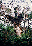 199611-031_thumb.png