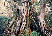 199611-033_thumb.png