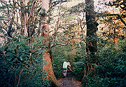 199611-034_thumb.png