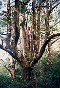 199611-035_thumb.png