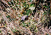 199611-060_thumb.png