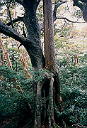 199611-085_thumb.png