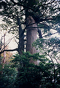 199611-086_thumb.png