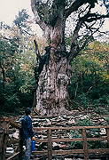 199611-091_thumb.png