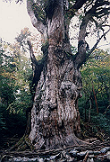 199611-092_thumb.png