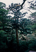 199611-094_thumb.png