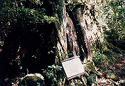 199611-110_thumb.png