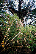 199611-a001_thumb.png