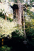 199611-a033_thumb.png