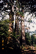 199611-a046_thumb.png