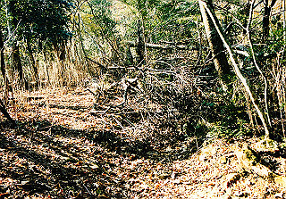19981115_046_thumb.jpg