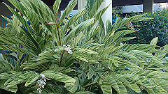 pa270092_thumb.jpg