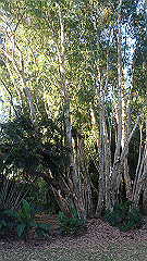 pa270094_thumb.jpg