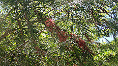 pa280233_thumb.jpg