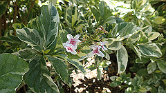 pa280248_thumb.jpg