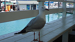 pa280013_thumb.jpg