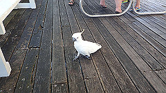 pa280017_thumb.jpg