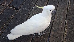 pa280018_thumb.jpg