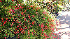 pa300499_thumb.jpg