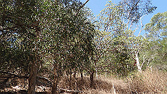 pa300539_thumb.jpg