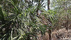 pa300543_thumb.jpg